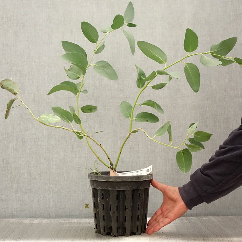Ejemplar de Eucalyptus pauciflora subsp. pauciflora Buffalo Maceta 4L/5L entregado en otoño
