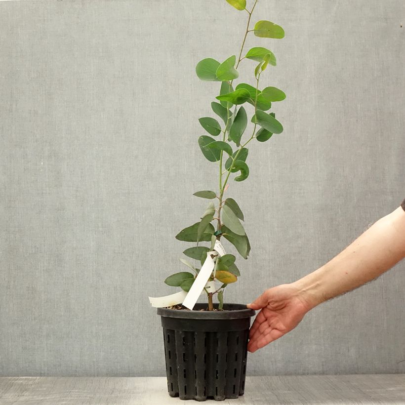 Ejemplar de Eucalyptus pauciflora subsp. pauciflora Buffalo - Gommier des neiges Pot de 4L/5L, Pot anti-chignonHauteur livrée env. 60+cm entregado en verano