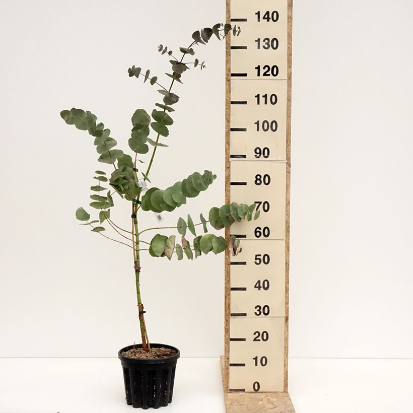 Eucalyptus perriniana Maceta 4L/5L Ejemplar entregado en invierno