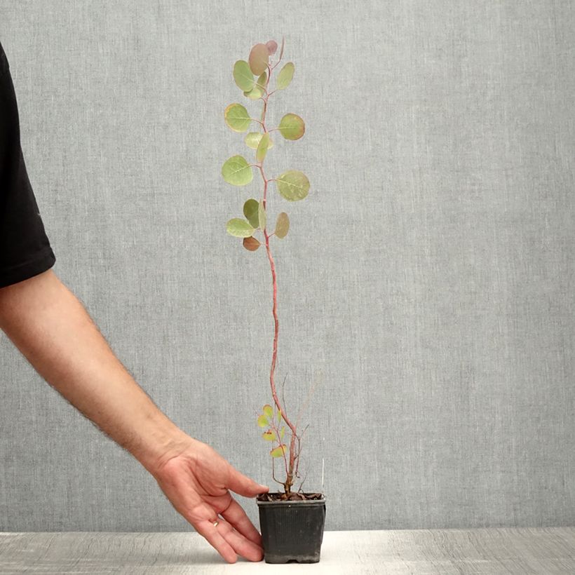 Ejemplar de Eucalyptus polyanthemos - Eucalipto de muchas flores Maceta de 8/9 cm entregado en verano