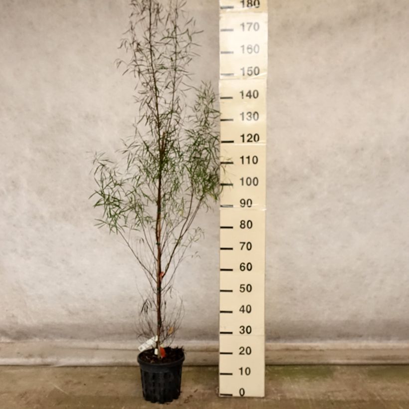 Ejemplar de Eucalyptus pulchella - Eucalipto hermoso Maceta 4L/5L entregado en otoño
