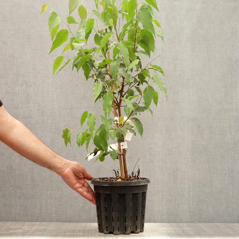 Ejemplar de Eucalyptus regnans Maceta 4L/5L entregado en verano