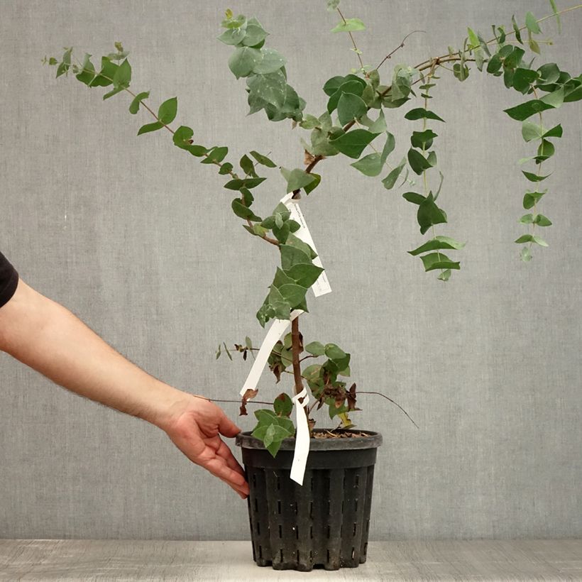 Ejemplar de Eucalyptus risdonii - Gommier de Risdon - Pot de 4L/5L entregado en verano