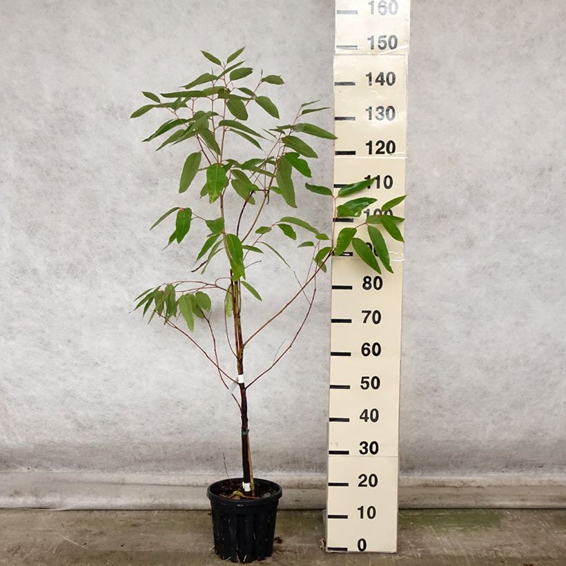 Ejemplar de Eucalyptus robusta Maceta 4L/5L entregado en otoño
