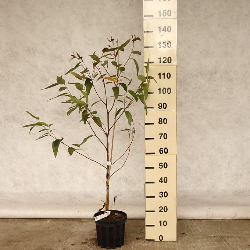 Ejemplar de Eucalyptus robusta - Eucalyptus acajou des marais, Gommier robuste - Pot de 4L/5L entregado en verano