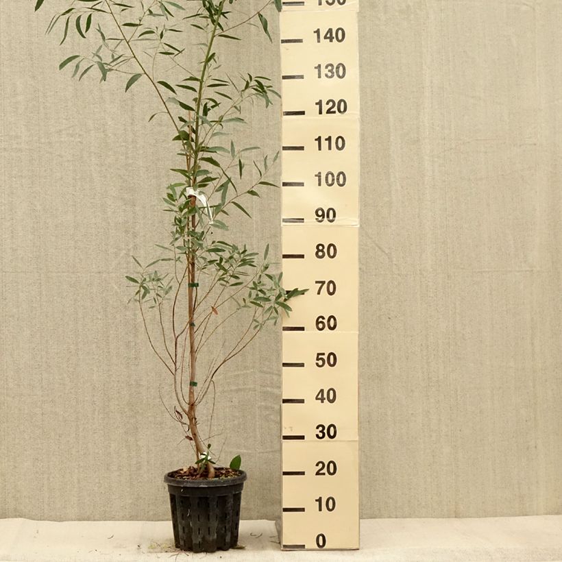 Ejemplar de Eucalyptus rodwayi Maceta 4L/5L entregado en otoño