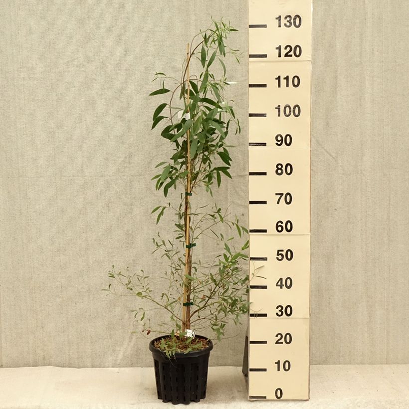 Ejemplar de Eucalyptus rodwayi - Eucalyptus ou Gommier des marais - Pot de 4L/5L entregado en verano