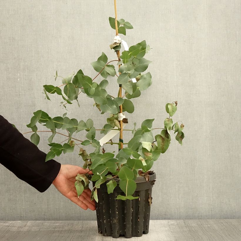 Ejemplar de Eucalyptus rubida - Eucalipto rojizo Maceta 4L/5L entregado en otoño