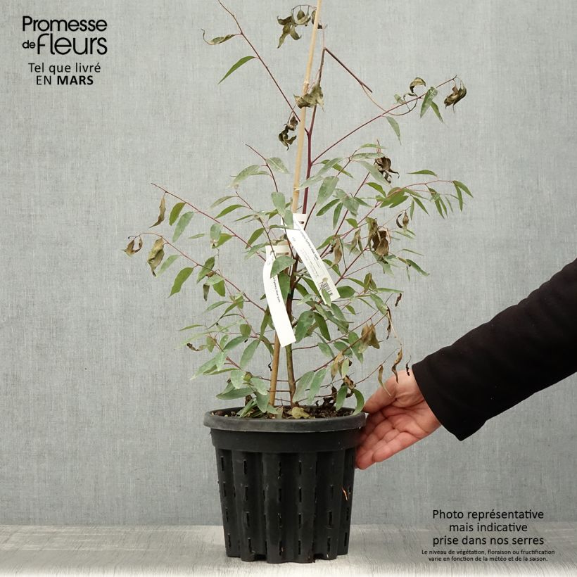 Eucalyptus saligna - Eucalipto de hoja de sauce Maceta 4L/5LAltura de entrega aprox. 40/60cm Ejemplar entregado en la primavera
