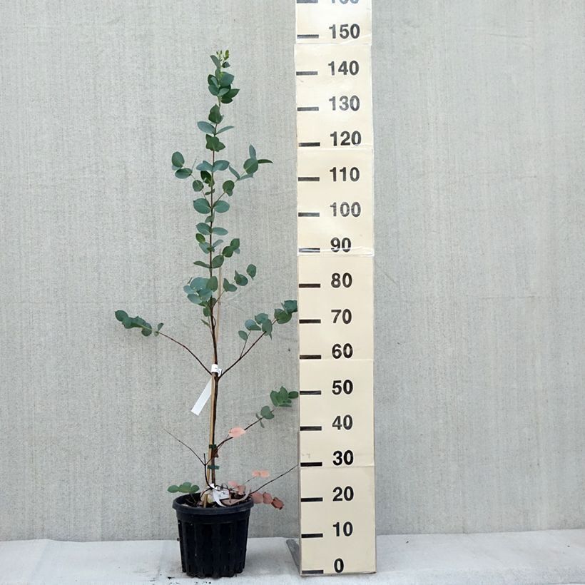 Ejemplar de Eucalyptus stellulata Maceta 3L/4L entregado en otoño