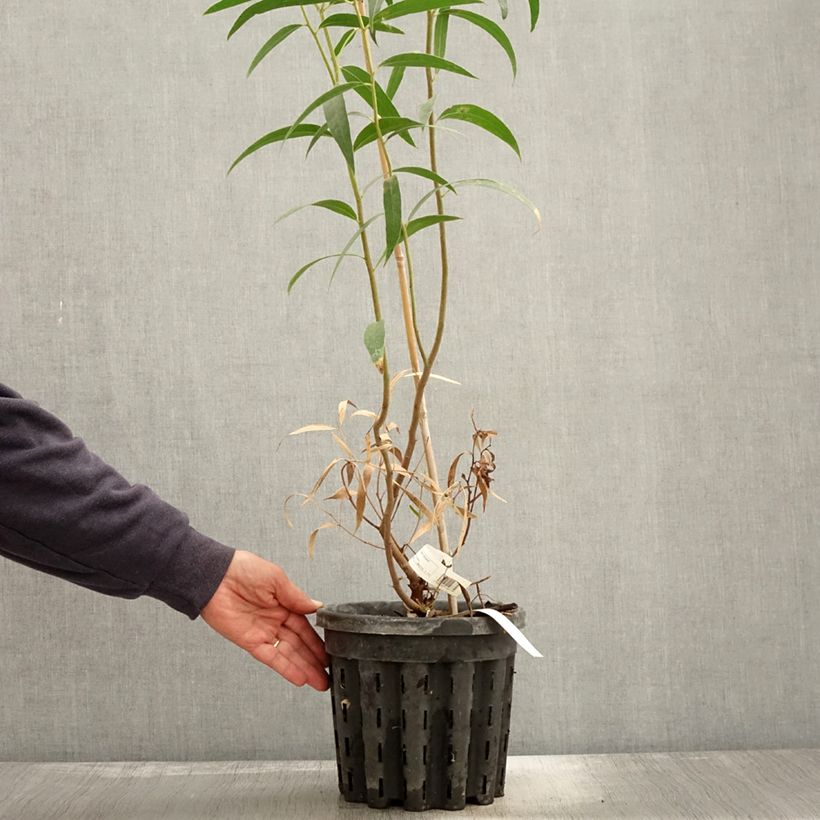 Ejemplar de Eucalyptus stricta Maceta 4L/5L entregado en otoño
