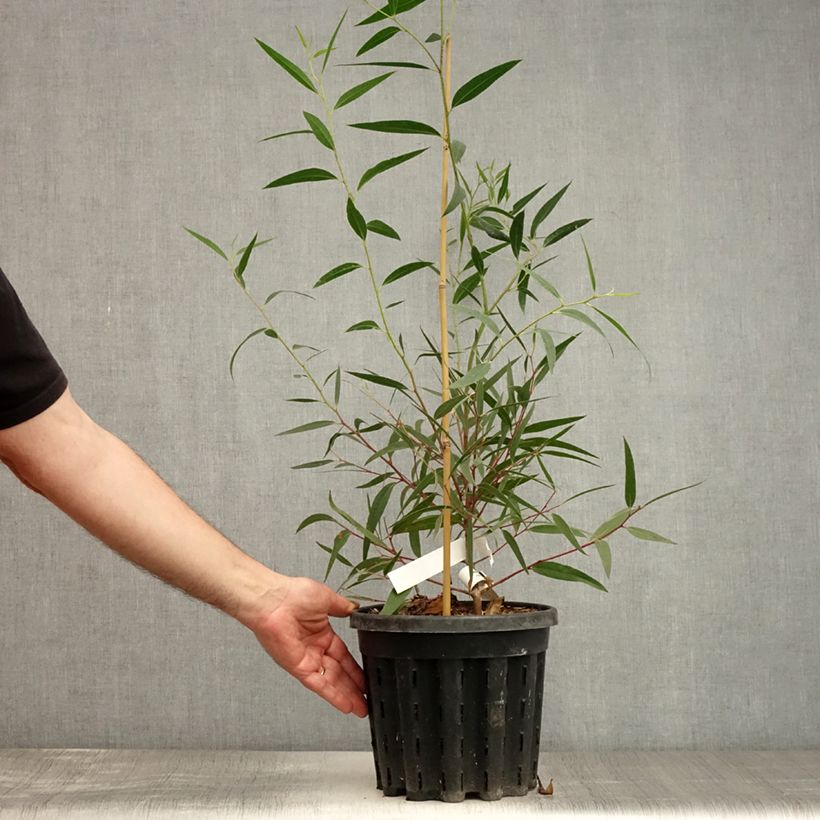 Ejemplar de Eucalyptus stricta - Eucalyptus mallee des Blue Mountains - Pot de 4L/5L entregado en verano