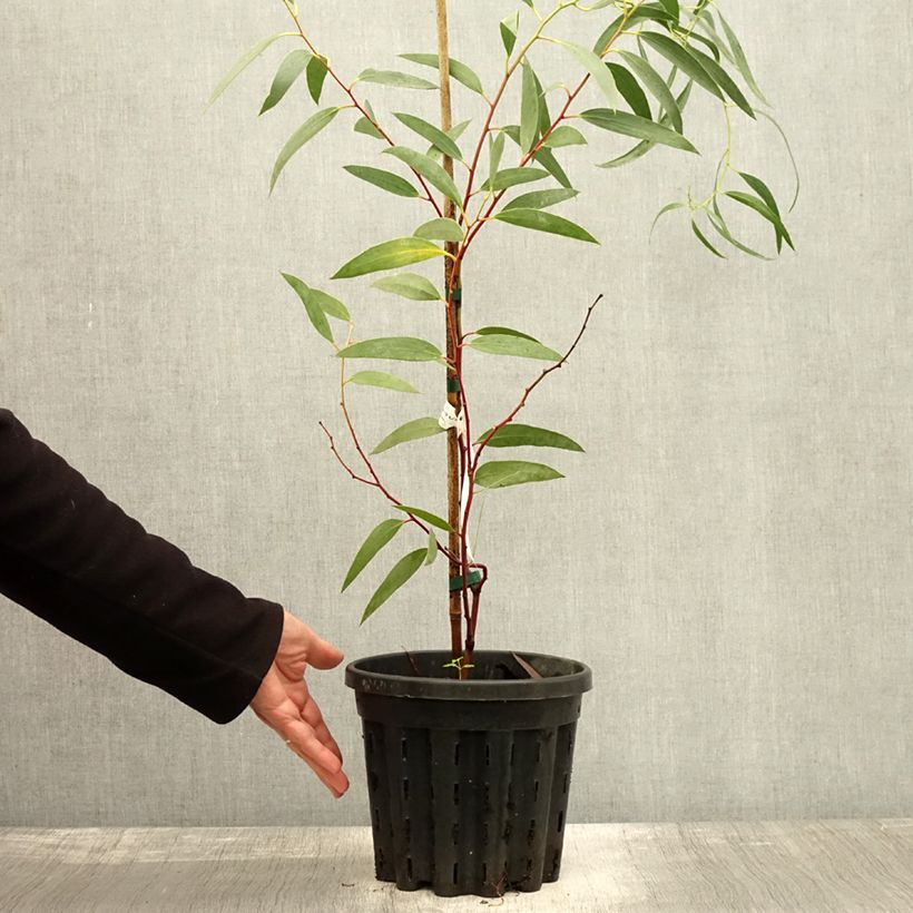 Ejemplar de Eucalyptus tetraptera Maceta 4L/5L entregado en otoño