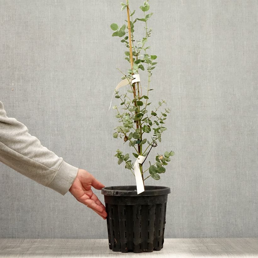 Ejemplar de Eucalyptus urnigera f.glaucus Maceta 4L/5LAltura de entrega aprox. 40/60cm entregado en verano