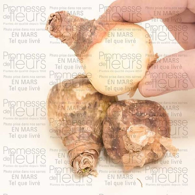 Ejemplo de ejemplar de Eucharis amazonica - Lirio amazónico Bulbo calibre I tal y como se entrega