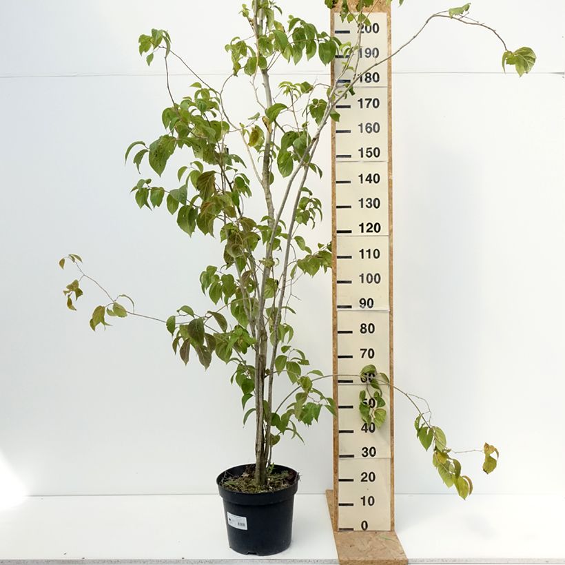 Ejemplar de Eucommia ulmoides - árbol de la gutapercha Maceta 12L/15L entregado en verano