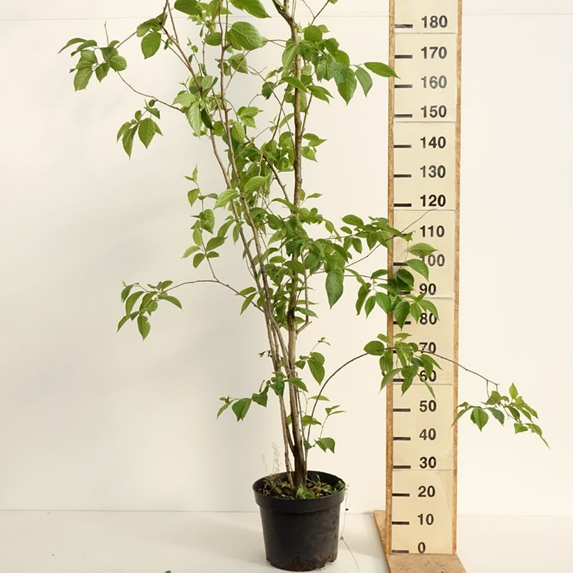 Eucommia ulmoides - árbol de la gutapercha Maceta 12L/15LAltura de entrega aprox. 270/+cm Ejemplar entregado en la primavera