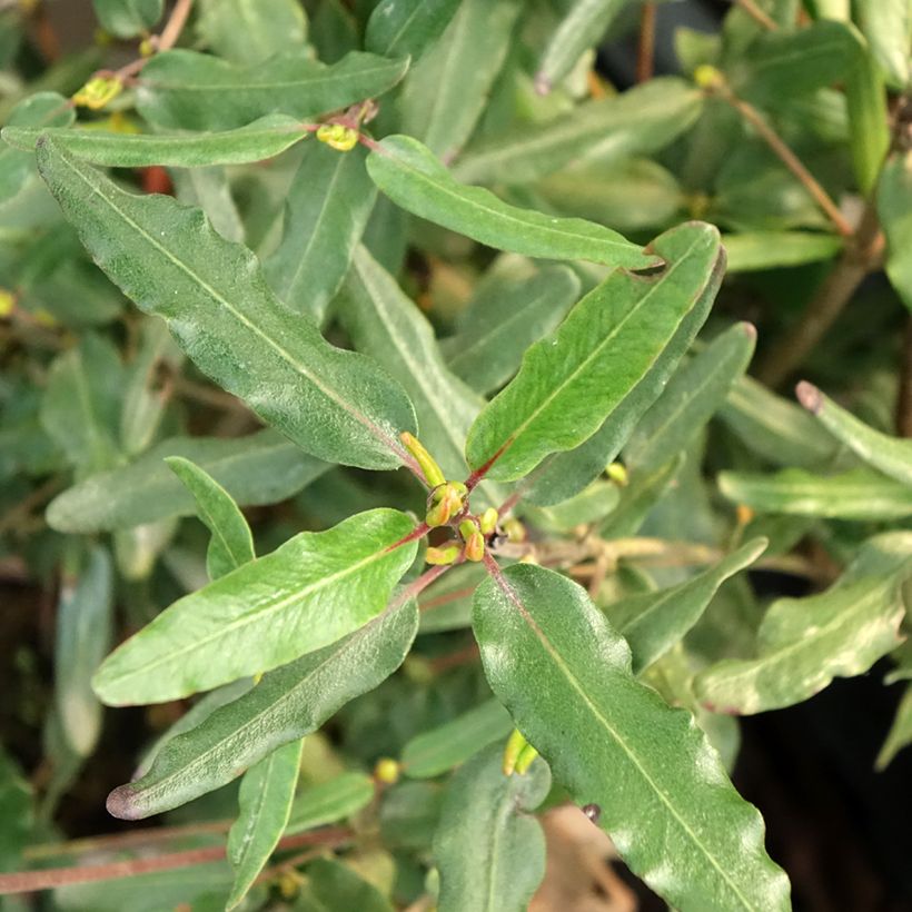 Eucryphia moorei - Palo rosa (Follaje)