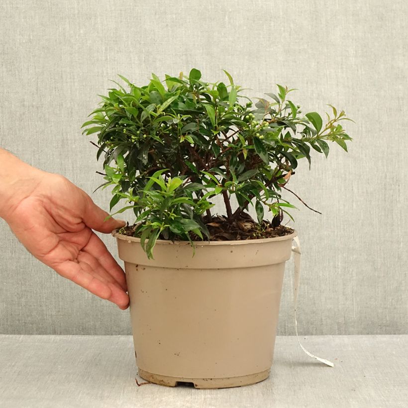 Ejemplar de Eugenia myrtifolia Compacta Maceta 4L/5L entregado en verano