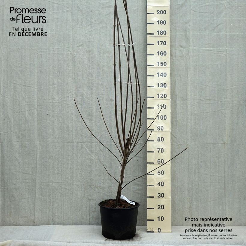 Tetradium daniellii - Árbol de las abejas Maceta 12L/15L Ejemplar entregado en invierno
