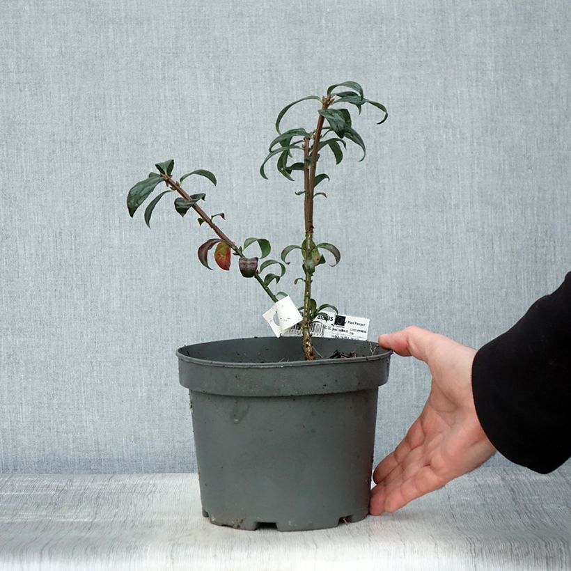 Ejemplar de Euonymus alatus - Evónimo alado Maceta 2L/3L entregado en otoño