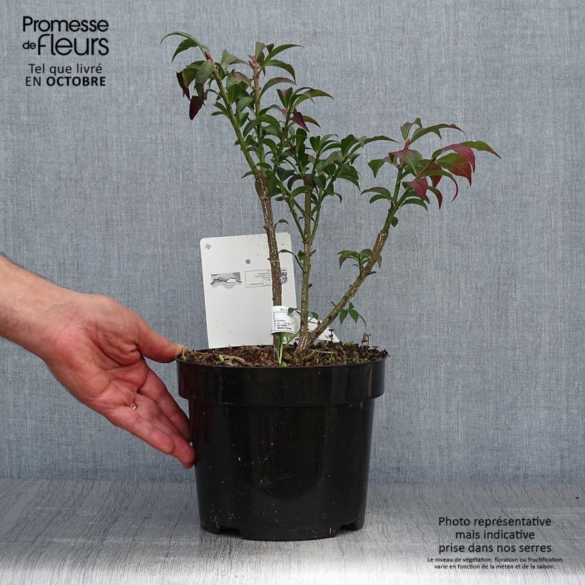 Ejemplar de Euonymus alatus Compactus - Evónimo alado Maceta 2L/3L entregado en otoño