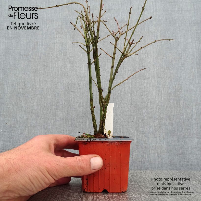 Ejemplar de Euonymus alatus - Evónimo alado Maceta de 8/9 cm entregado en otoño