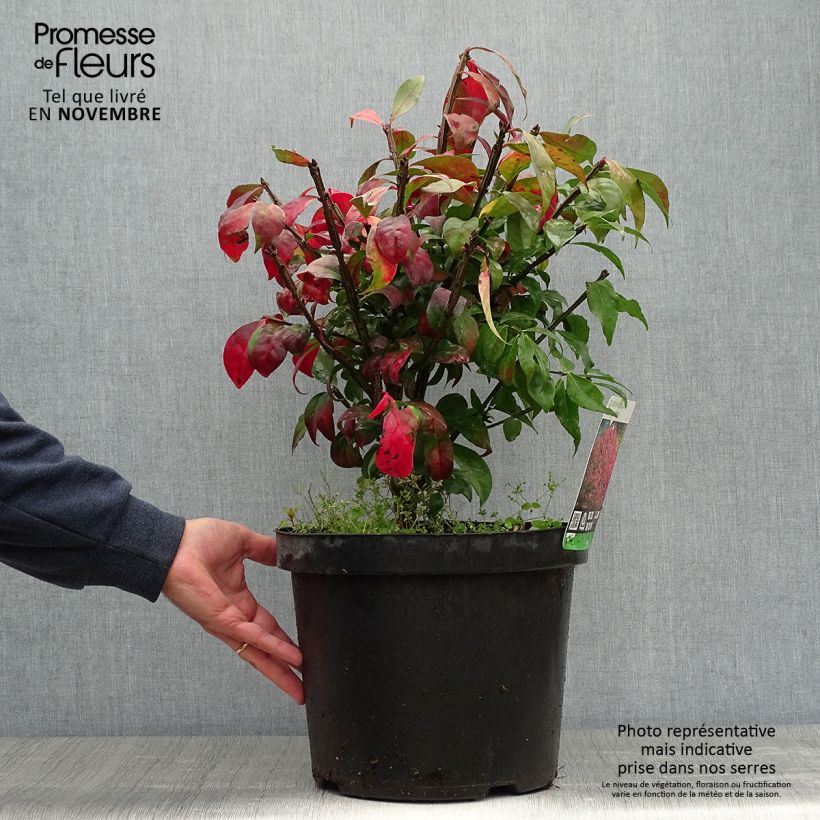 Ejemplar de Euonymus alatus - Evónimo alado Maceta 7,5L/10L entregado en otoño