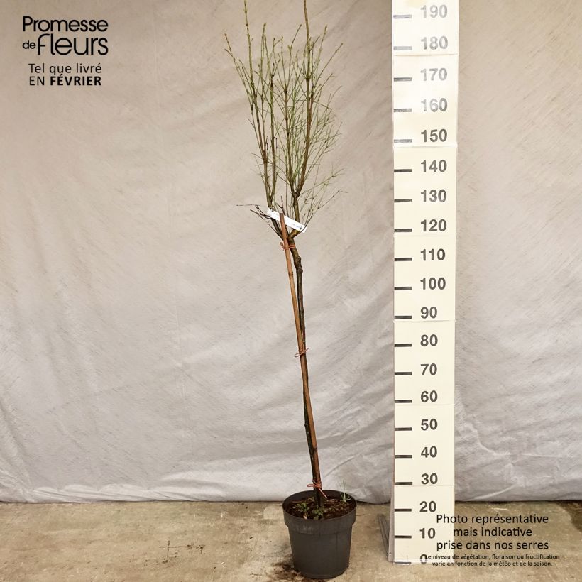Euonymus clivicolus var. rongchuensis - Evónimo Maceta 7,5L/10L Ejemplar entregado en invierno