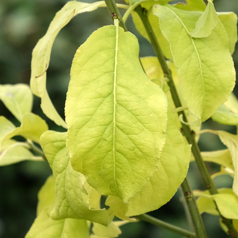 Euonymus europaeus Albus - Boj (Follaje)