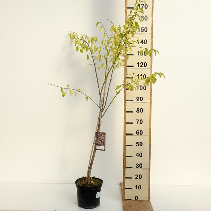 Ejemplar de Euonymus europaeus Albus - Boj Maceta 7,5L/10L entregado en verano