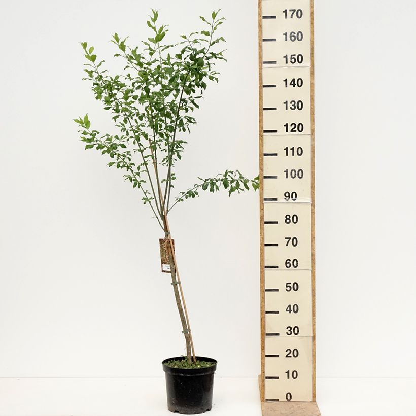 Euonymus europaeus Albus - Boj Maceta 7,5L/10LAltura de entrega aprox. 140/160cm Ejemplar entregado en la primavera