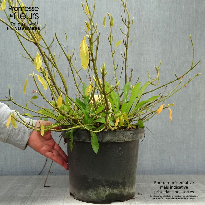 Ejemplar de Huso de la fortuna Blondy - Euonymus fortunei Maceta 7,5L/10L entregado en otoño