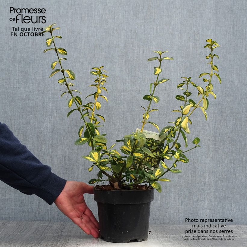Ejemplar de Huso de la fortuna Blondy - Euonymus fortunei Maceta 2L/3L entregado en otoño