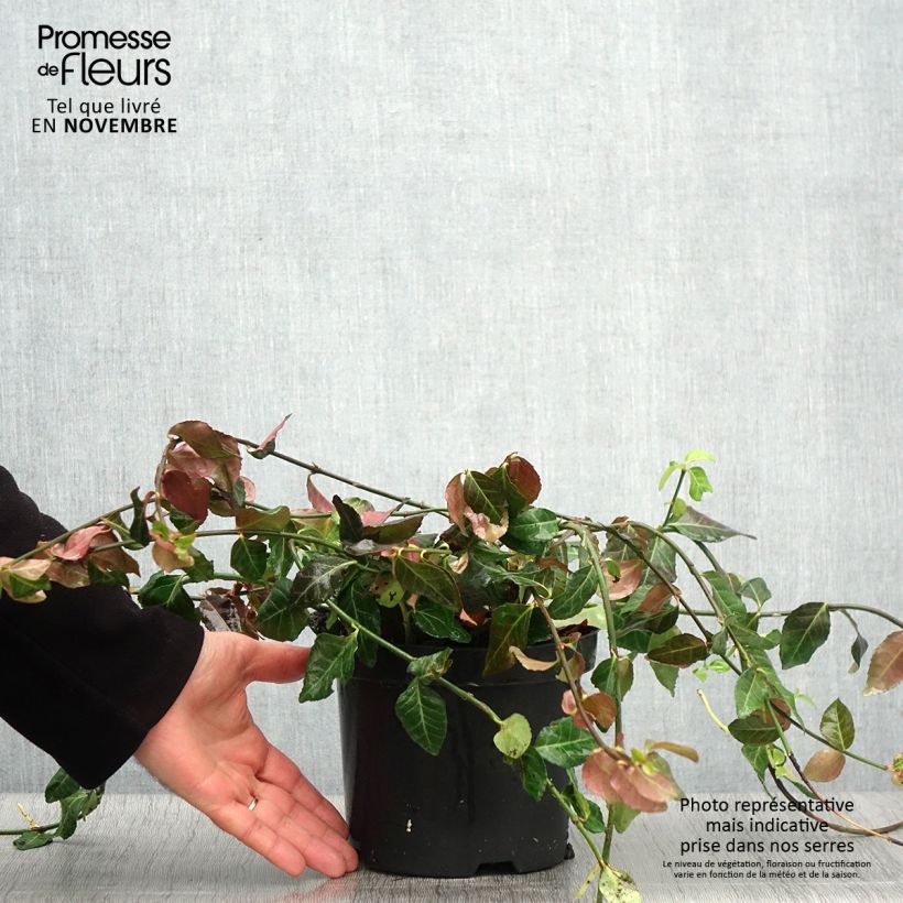 Ejemplar de Huso de la fortuna Coloratus- Euonymus fortunei Maceta 1,5L/2L entregado en otoño