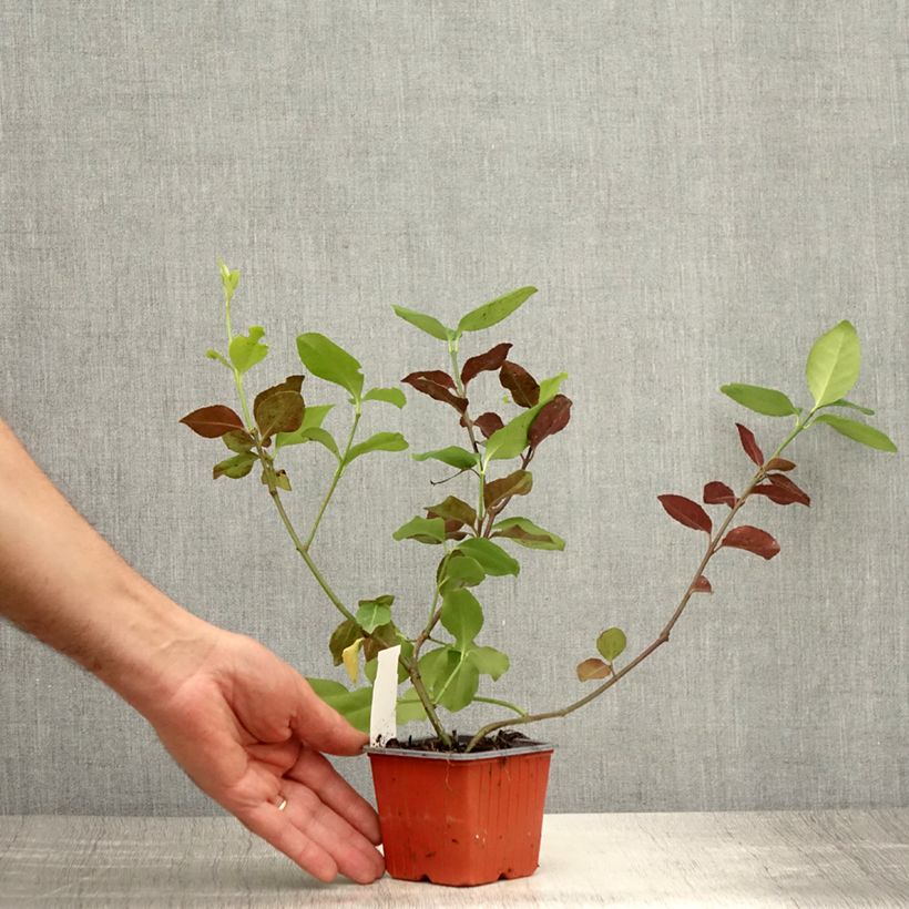 Ejemplar de Huso de la fortuna Dart's Blanket- Euonymus fortunei Maceta de 8/9 cm entregado en verano