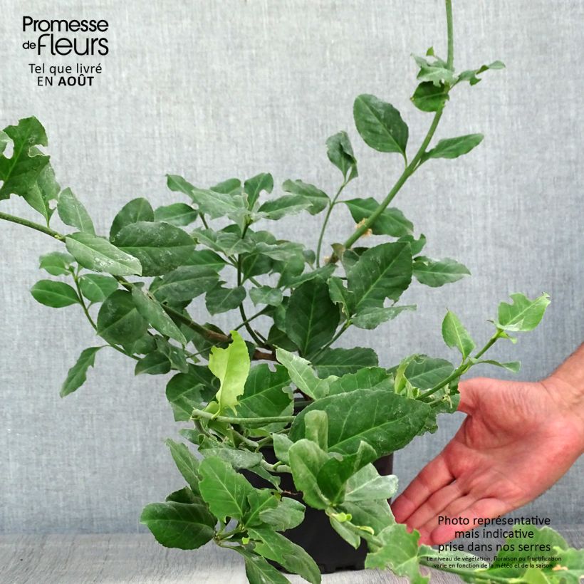Ejemplar de Huso de la fortuna Dart's Blanket- Euonymus fortunei Maceta 2L/3L entregado en verano