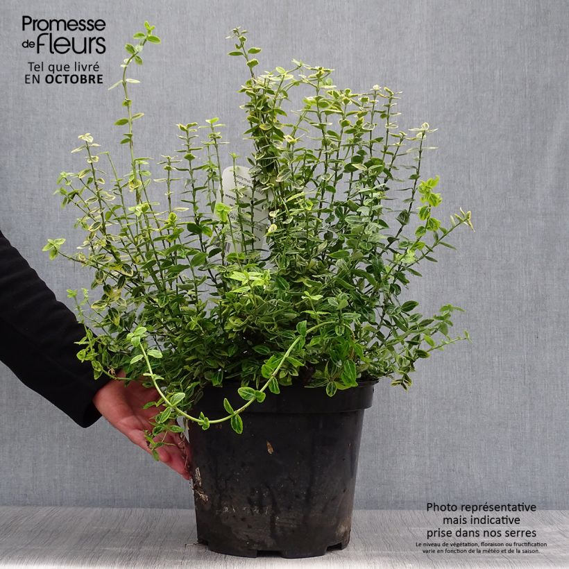 Ejemplar de Huso de la fortuna Emerald 'n gold- Euonymus fortunei Maceta 4L/5L entregado en otoño