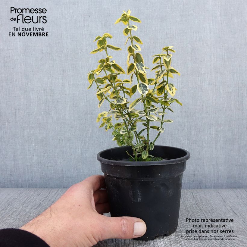 Ejemplar de Huso de la fortuna Emerald 'n gold- Euonymus fortunei Maceta 1L/1,5L entregado en otoño