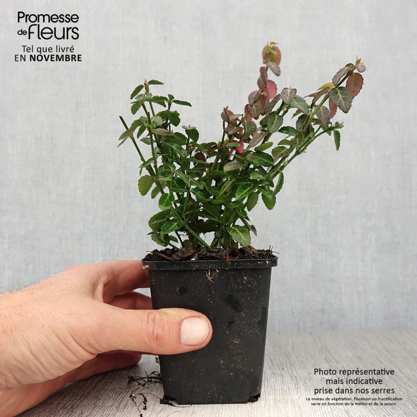 Ejemplar de Huso de la fortuna Radicans- Euonymus fortunei Maceta de 8/9 cm entregado en otoño