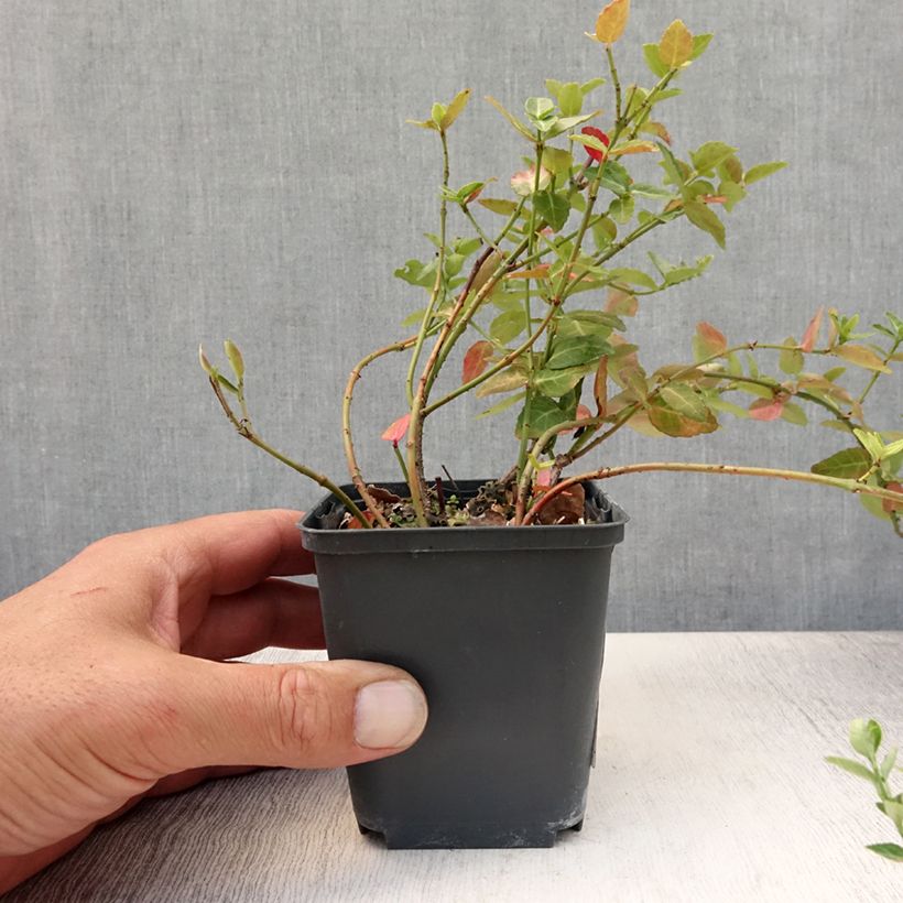 Ejemplar de Huso de la fortuna Radicans- Euonymus fortunei Maceta de 8/9 cmAltura de entrega aprox. 15/20cm entregado en verano