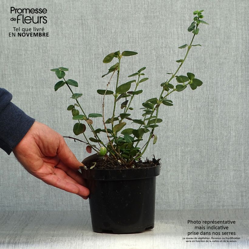 Ejemplar de Huso de la fortuna Radicans- Euonymus fortunei Maceta 1L/1,5L entregado en otoño