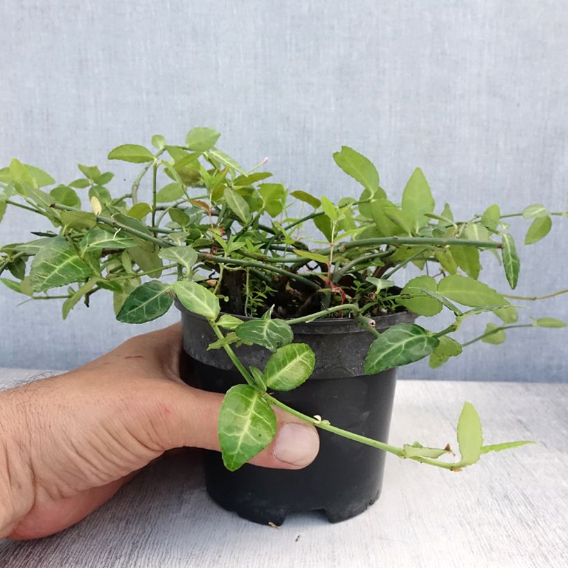 Ejemplar de Huso de la fortuna Radicans- Euonymus fortunei Maceta 1L/1,5LAltura de entrega aprox. 10/15cm entregado en verano