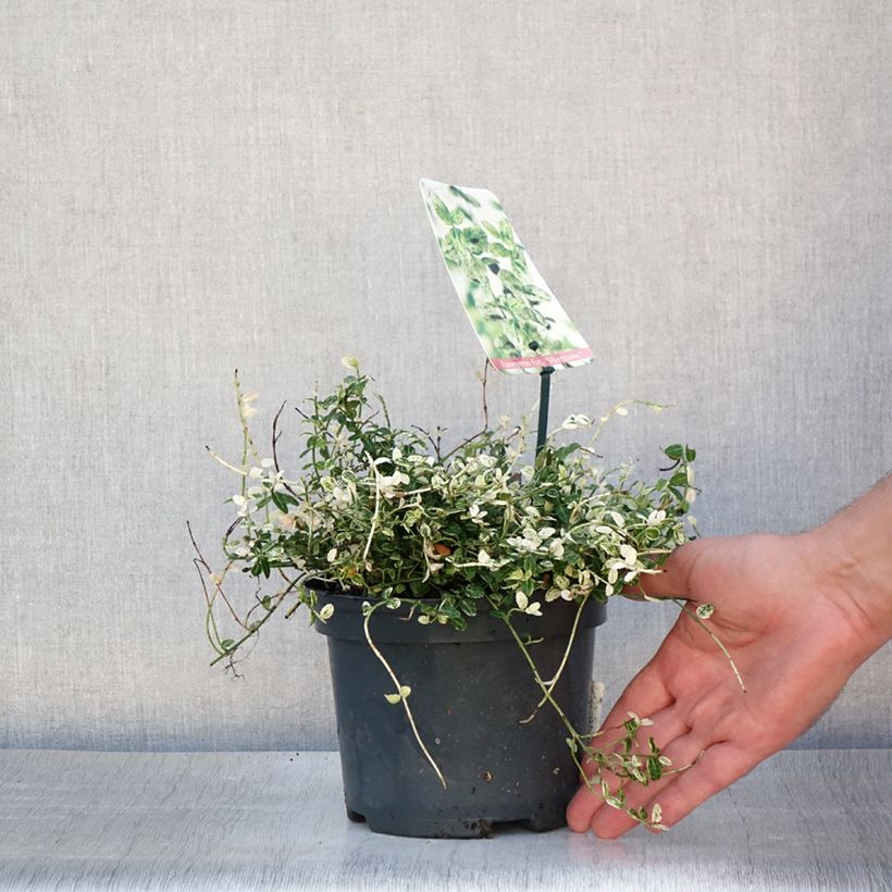 Ejemplar de Huso de la fortuna Silverstone- Euonymus fortunei Maceta 2L/3LAltura de entrega aprox. 10/20cm entregado en verano