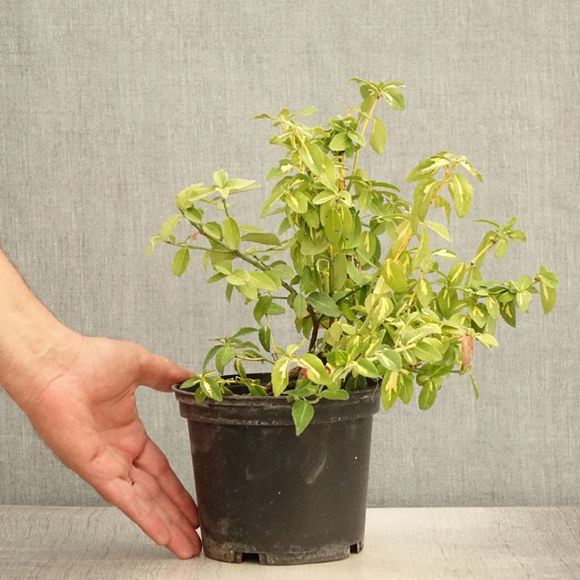 Ejemplar de Huso de la fortuna Sunspot- Euonymus fortunei Maceta 2L/3LAltura de entrega aprox. 10/20cm entregado en verano