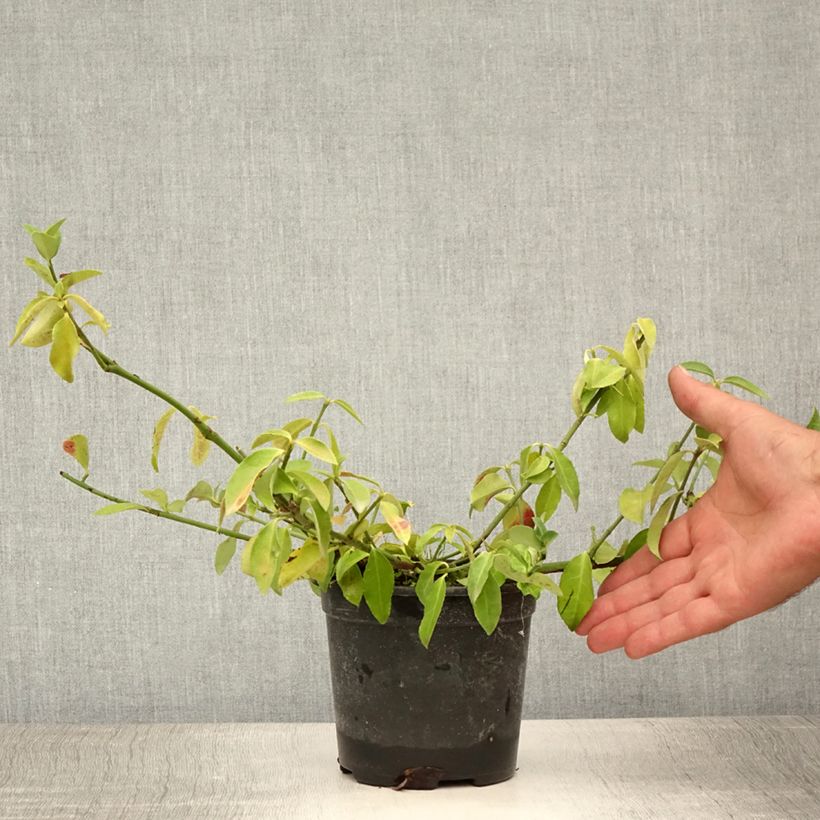 Ejemplar de Huso de la fortuna Tustin- Euonymus fortunei Maceta 1L/1,5L entregado en verano