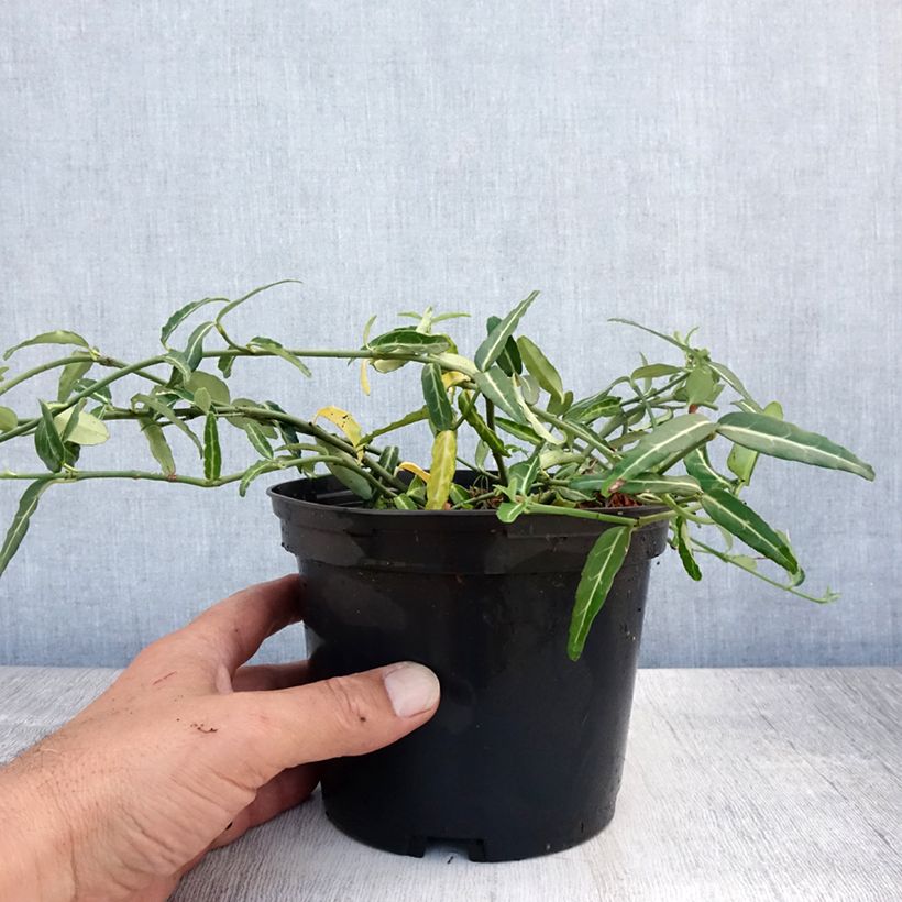 Ejemplar de Huso de la fortuna var. radicans Wolong Ghost- Euonymus fortunei Maceta 2L/3LAltura de entrega aprox. 20cm entregado en verano