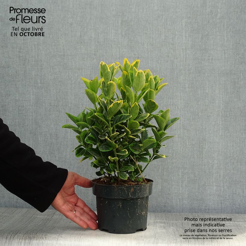 Ejemplar de Evónimo Aureomarginatus - Euonymus japonicus Maceta 2L/3L entregado en otoño