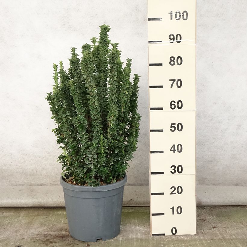 Ejemplar de Evónimo Benkomasaki - Euonymus japonicus Maceta 7,5L/10L entregado en verano