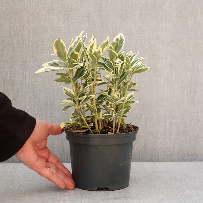 Evónimo Bravo - Euonymus japonicus Maceta 2L/3L Ejemplar entregado en invierno